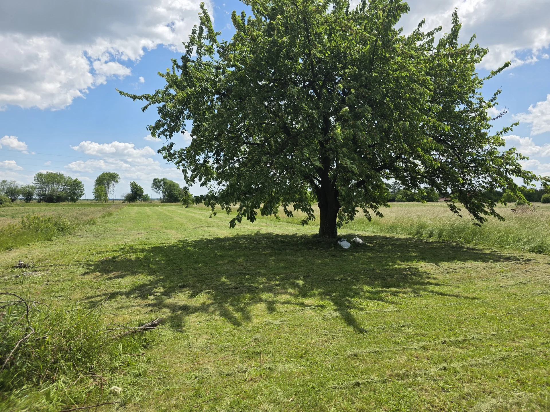 Pokošena površina oko stabla na otvorenom terenu.