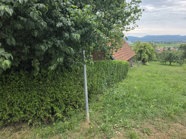 Oblikovana živica uz travnatu površinu.