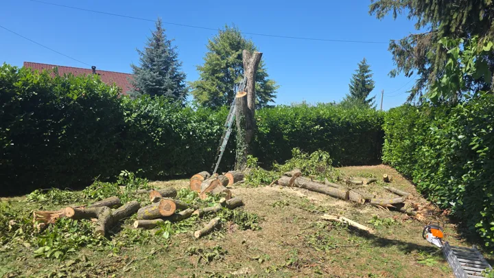 Radovi na stablu uz uklonjene grane i dijelove debla.